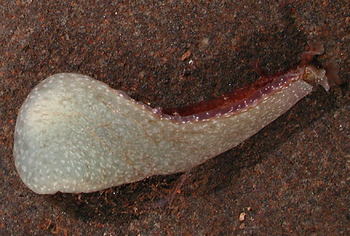 Dolabrifera dolabrifera: underside