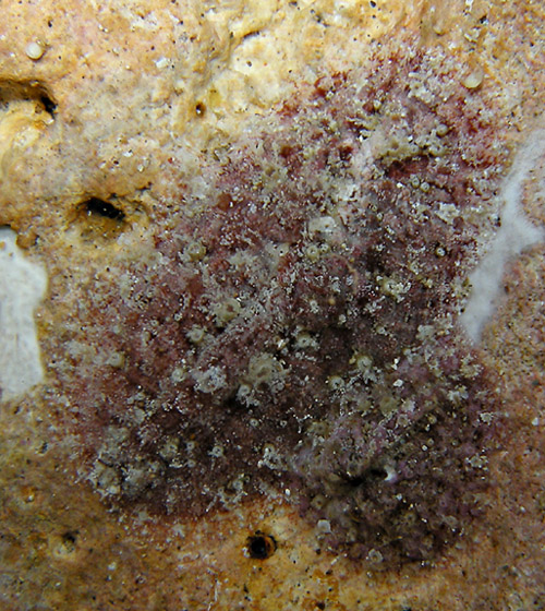 Dolabrifera dolabrifera: subtidal