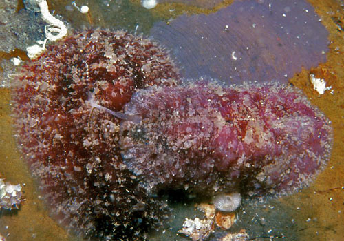 Dolabrifera dolabrifera: mating & egg mass