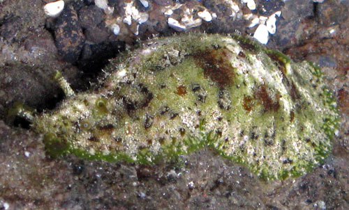 Dolabrifera dolabrifera: side