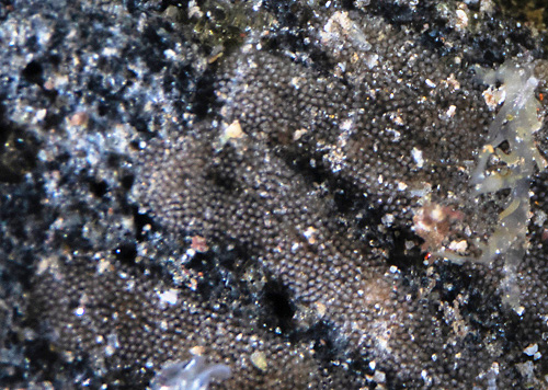 Dolabrifera dolabrifera: egg mass, detail