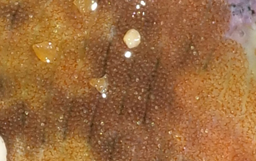 Dolabrifera dolabrifera: egg mass, detail