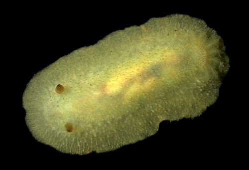 Doris granulosa