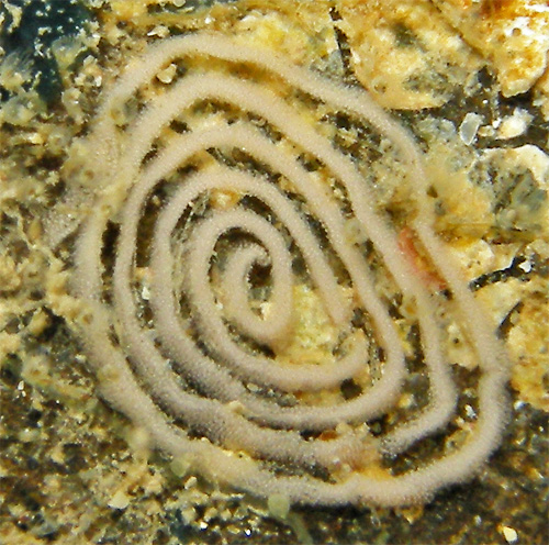 Doris pecten: pair with probable egg mass, detail