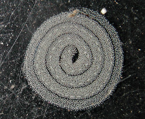 Elysia marginata: egg mass