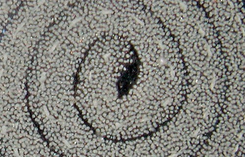 Elysia marginata: egg mass detail