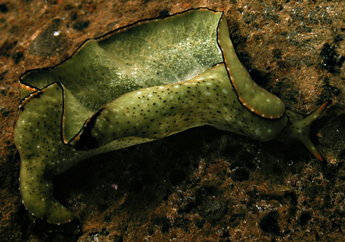 Elysia marginata: sedentary form, top