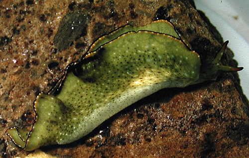 Elysia marginata: sedentary form, side