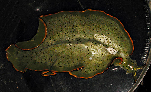 Elysia marginata: parapodia