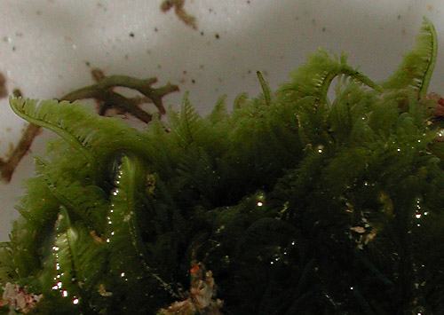 Elysia marginata: Bryopsis detail