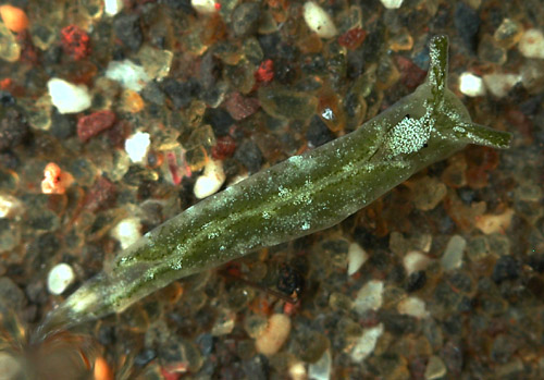 Elysia nealae: young, 4 mm