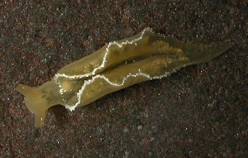 Elysia obtusa