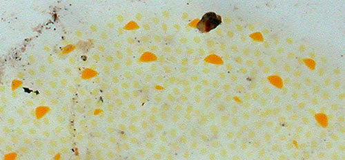 Elysia obtusa: egg mass detail