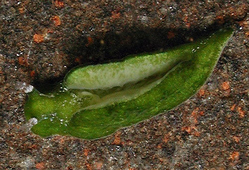 Elysia pusilla: parapodia