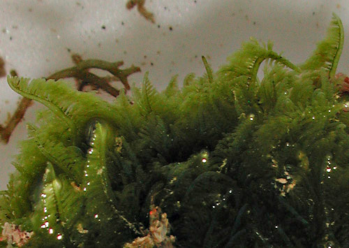 Elysia rufescens: Bryopsis detail