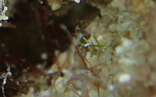 Elysia sp. #13: food algae?