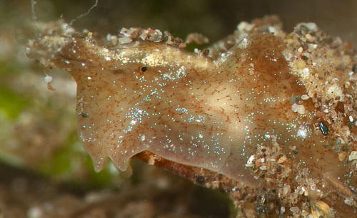 Elysia sp. #4: head, detail