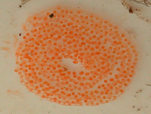 Elysia sp. #6: egg mass