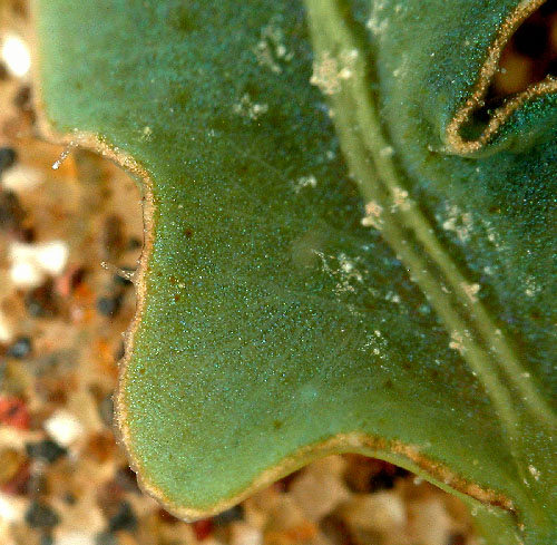 Elysia tomentosa: sparse papillae-detail