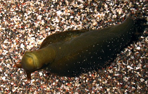 Elysia cf. trisinuata: underside