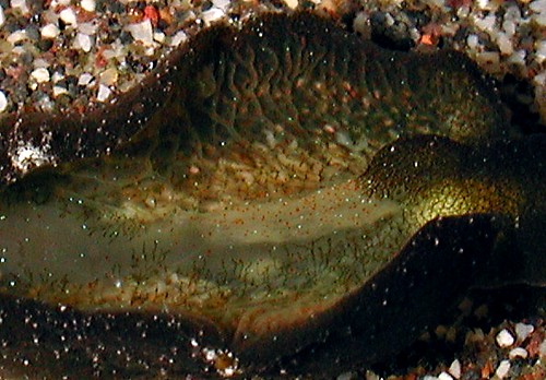 Elysia cf. trisinuata: papapodia detail