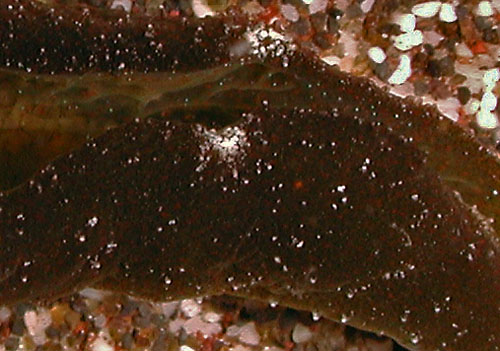 Elysia cf. trisinuata: papillae detail