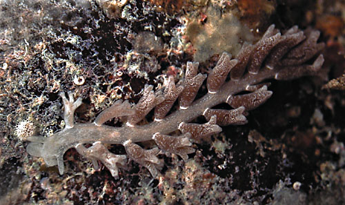 Embletonia gracilis