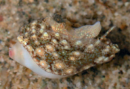 Eratoena sandwichensis: underside