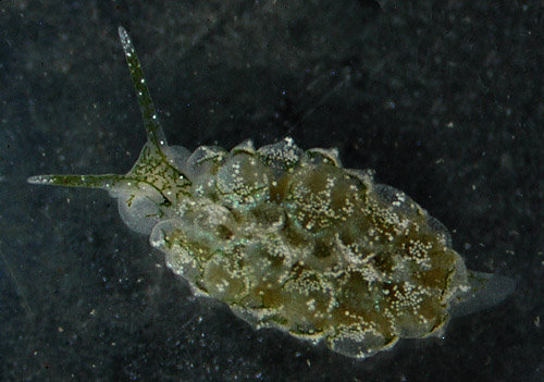 Ercolania cf. coerulea