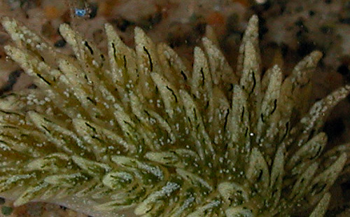 Ercolania sp. #7: cerata detail