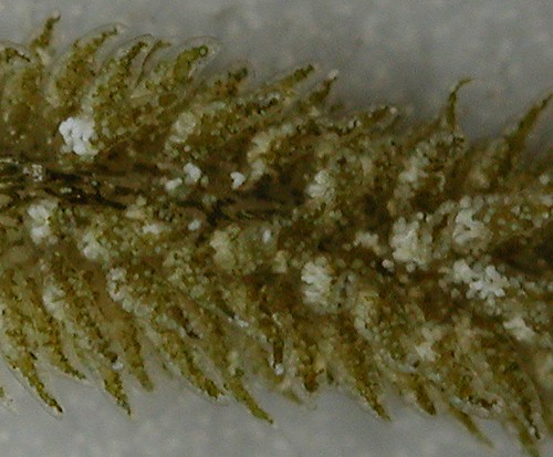 Ercolania(?) sp. #9: cerata detail