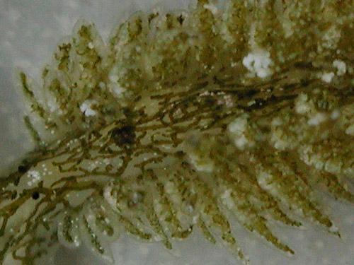 Ercolania(?) sp. #9: anterior spot