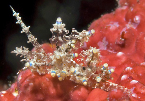 Eubranchus mandapamensis