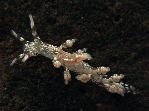 Eubranchus sp. #1: pale