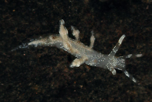 Eubranchus sp. #1: young, 2 mm