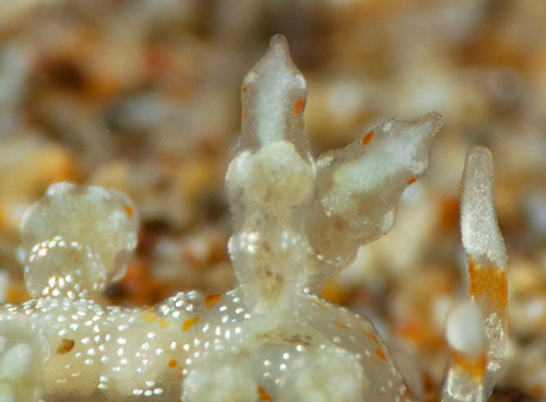 Eubranchus sp. #1: cerata detail