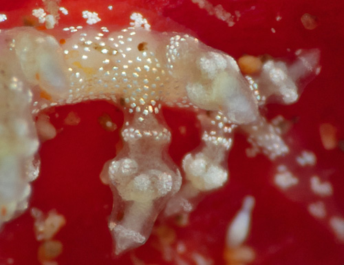 Eubranchus sp. #1: cereata detail