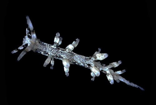 Eubranchus sp. #2: stretched out