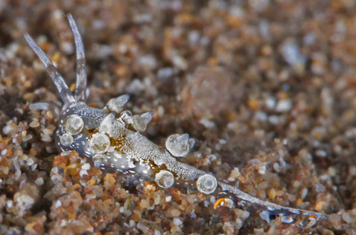 Eubranchus sp. #2: side