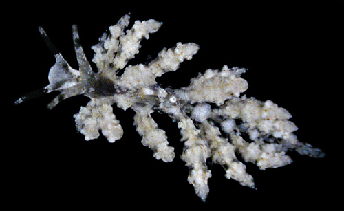 Eubranchus sp. #3