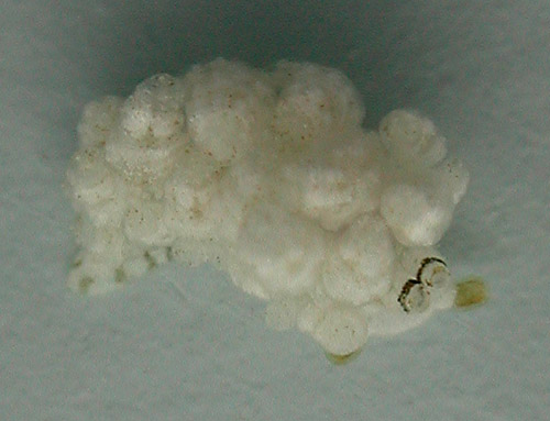 Eubranchus sp. #3: contracted