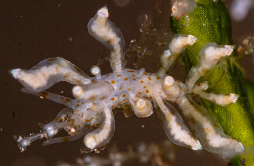 Eubranchus sp. #4: feeding