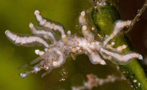 Eubranchus sp. #4: feeding