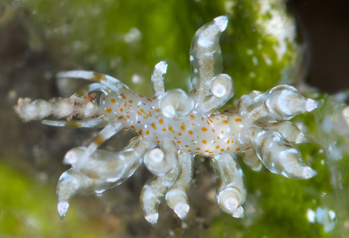 Eubranchus sp. #4: more white