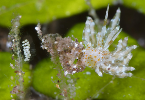 Eubranchus sp. #4: with eggs