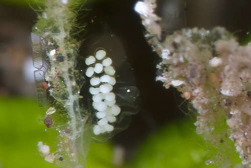 Eubranchus sp. #4: egg mass