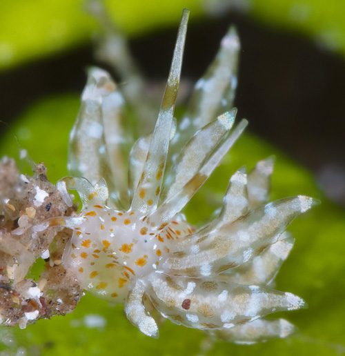 Eubranchus sp. #4: head