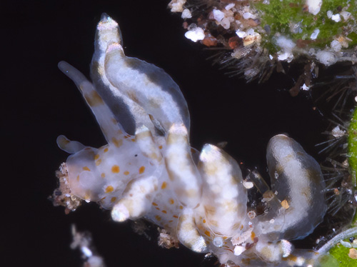 Eubranchus sp. #4: head, no white