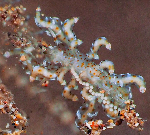 Eubranchus sp. #4: laying eggs