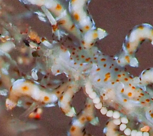 Eubranchus sp. #4: laying eggs, detail